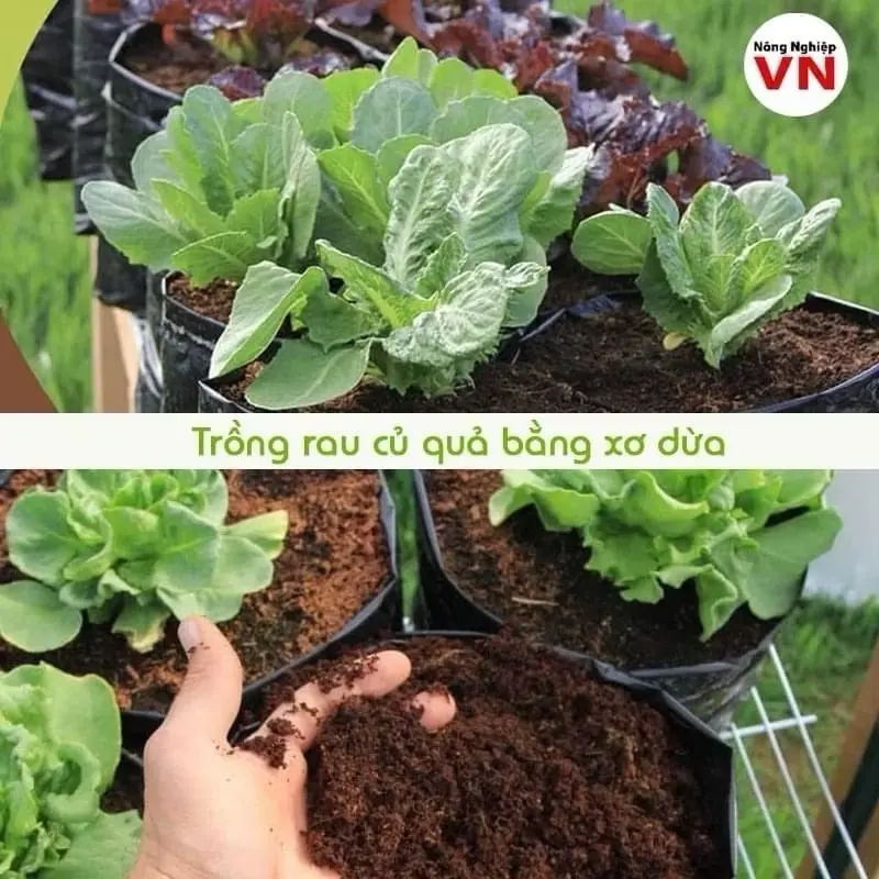 Combo 10 Viên Đất Trồng Cây Hữu Cơ ,Viên Đất Nén Xơ Dừa Tiện Ích Sạch Sẽ, Giữ Ẩm Cho Đất 6