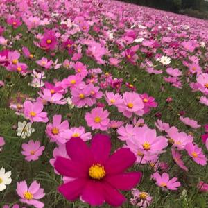 100 granos de cosmos mezcla de colores blanco rosa rojo amarillo fácil de cultivar resistente a la sequía ideal para jardín de verano alegre