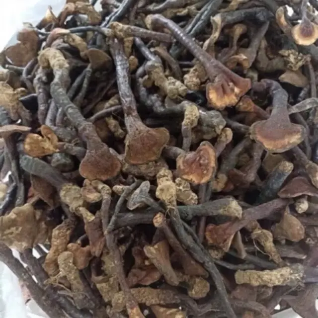 Nấm lim xanh Tiên Phước Quảng Nam Loại Nhỏ 100g 200.000 đồng. 2