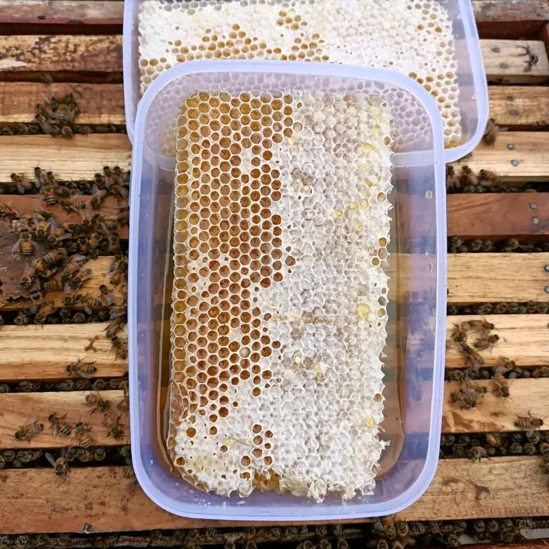 madu sarang asli lebah honeycomb 0