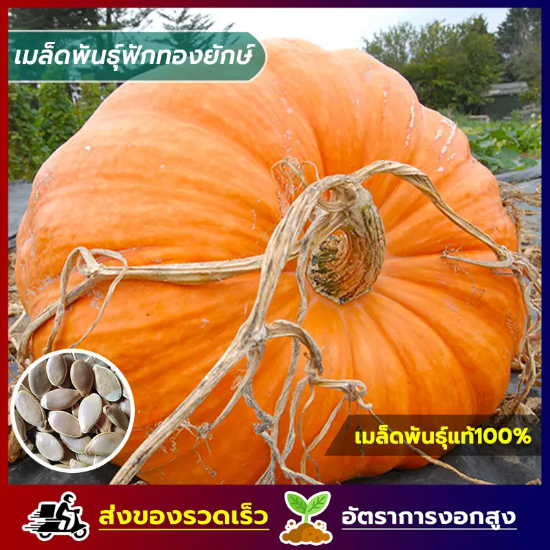 เมล็ดพันธุ์ฟักทองยักษ์ โครตใหญ่ ซองละ 2 g