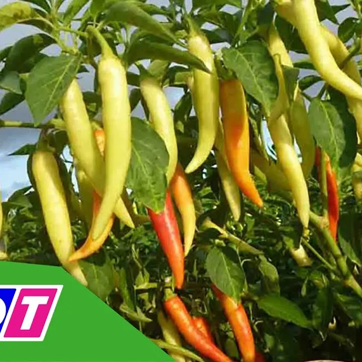 hạt giống ớt sừng vàng Châu Phi F1 siêu cay, siêu năng suất gói 0,3 gram