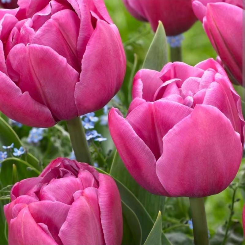 COMBO 10 củ tulip hồng tím kém Double You thơm kèm phân bón thuốc ngâm củ giá thể