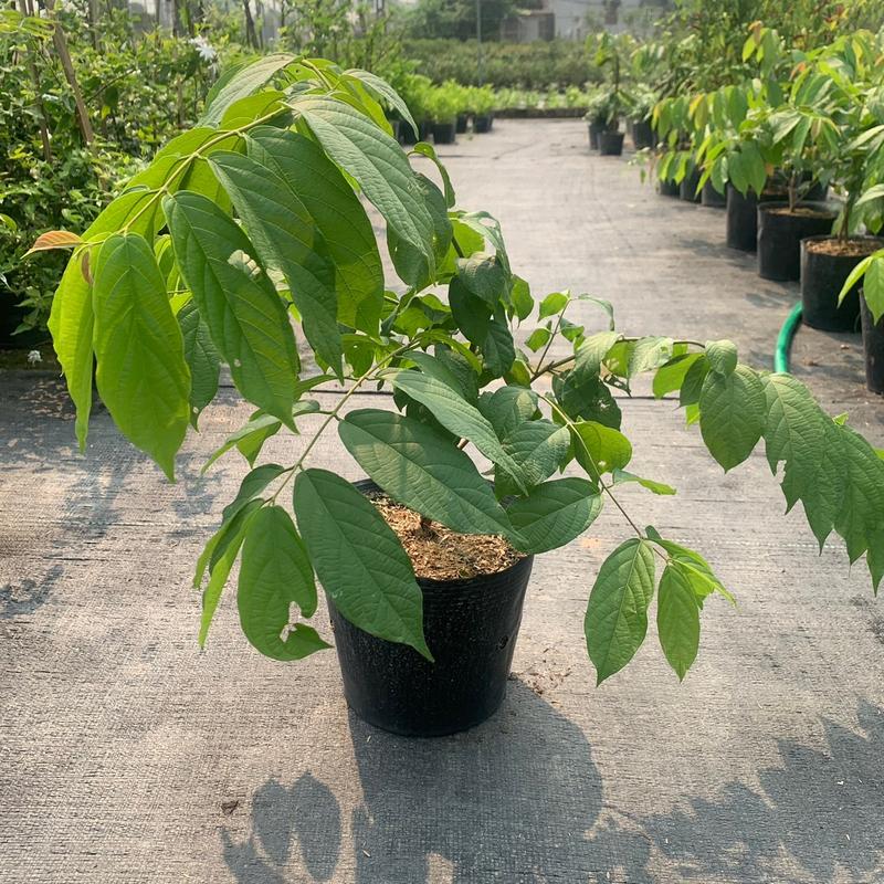 Hoa sử quân tử hoa leo giàn trang trí cổng, hàng rào sân vườn công viên biệt thự