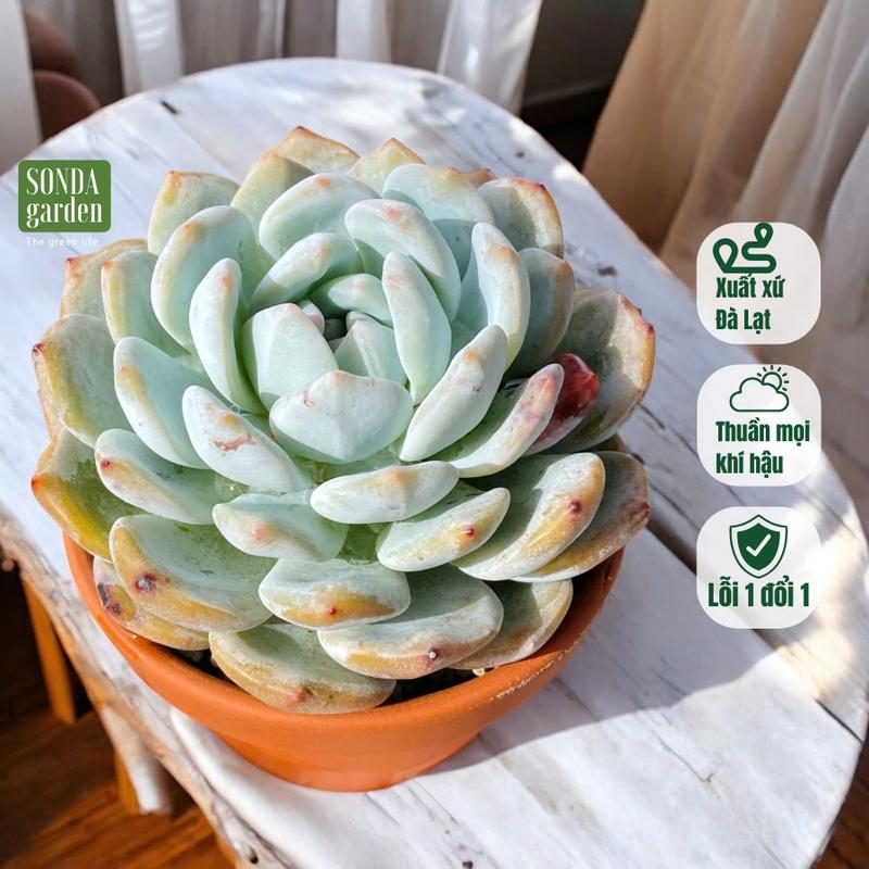  Sen đá phong thủy theo mệnh 3 cây size 10-12cm  Lựa theo mùa không kèm chậu  tặng kèm đất trồng sen đá 