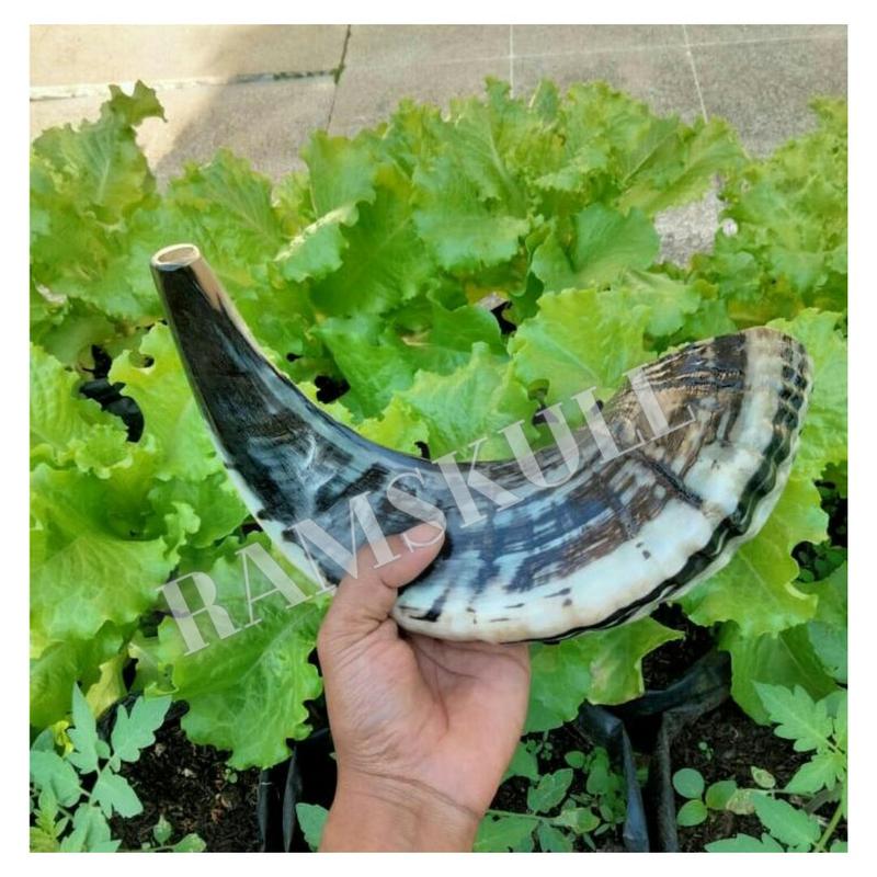 Terompet sangkakala ram shofar ram original 1