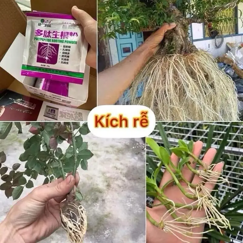 Gói Bột Siêu Kích Rễ Trung Quốc Polypeptide Rooting Powder ( dùng cho các loại cây trồng thực vật, hoa hồng cây cảnh , hoa lan , cây bonsai ..v.v. )