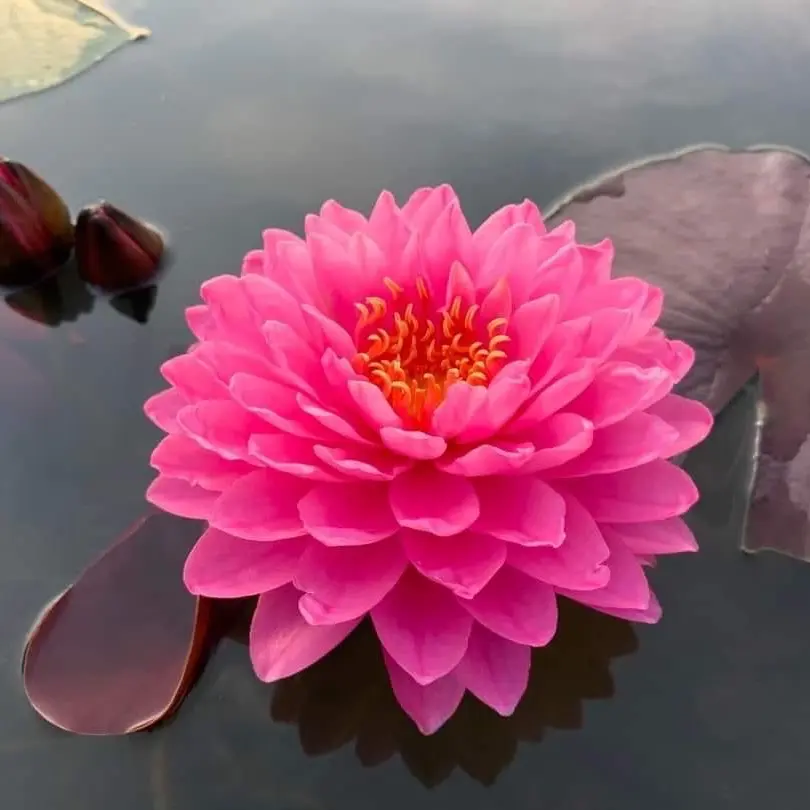 Giống Thái Wimolrat siêu hoa , siêu nụ