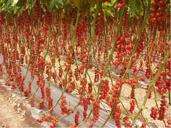 Hạt giống cà chua chuỗi ngọc siêu quả F1 cây  giống 3