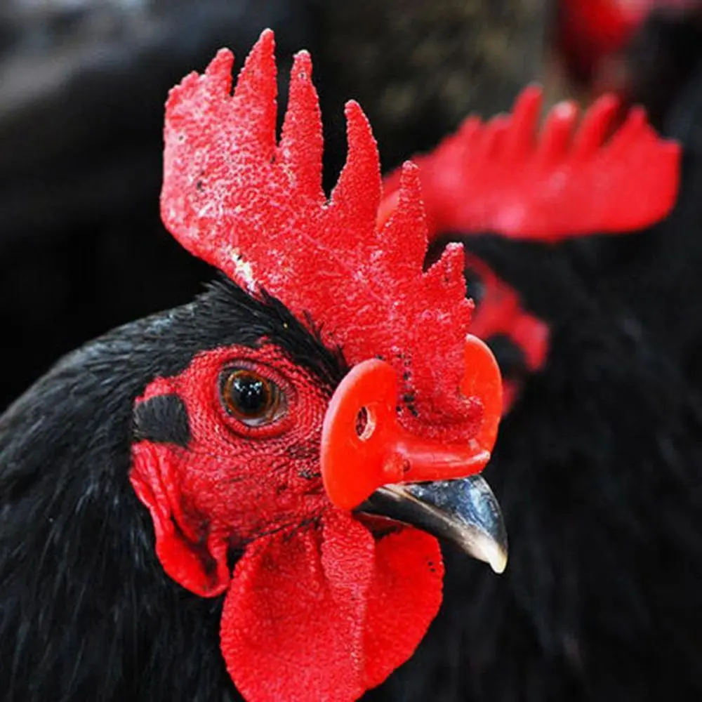 50 Pcs Creative Reusable Safe Pheasant Anti-pecking Chicken Pigeon Glasses Poultry Supplies Chicken Glasses