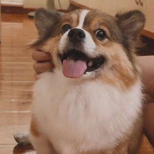 Gia Dung Gia Si Phuc Anh