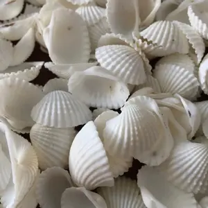 Kerajinan Kerang darah 100gram