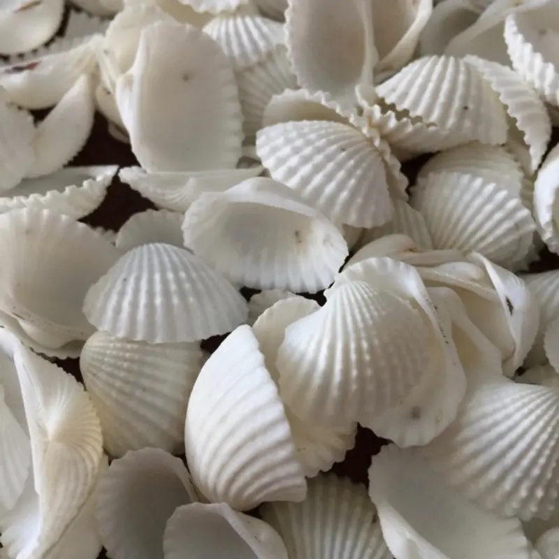 Kerajinan Kerang darah 100gram 0