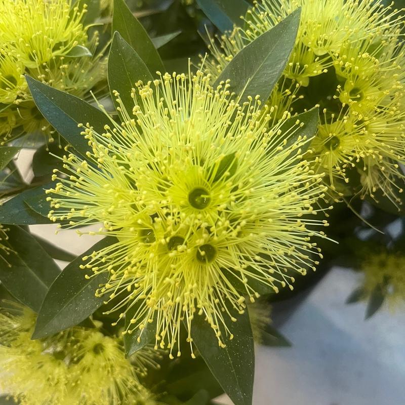 Cây mai thái xanh bơ - chậu cây kiểng - cây sẳn nụ - ưa nắng - trang trí sân vườn