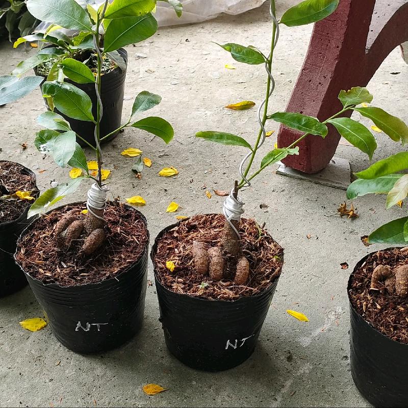 Mai nhị ngọc toàn ( cây giống cao 15-20cm) 4