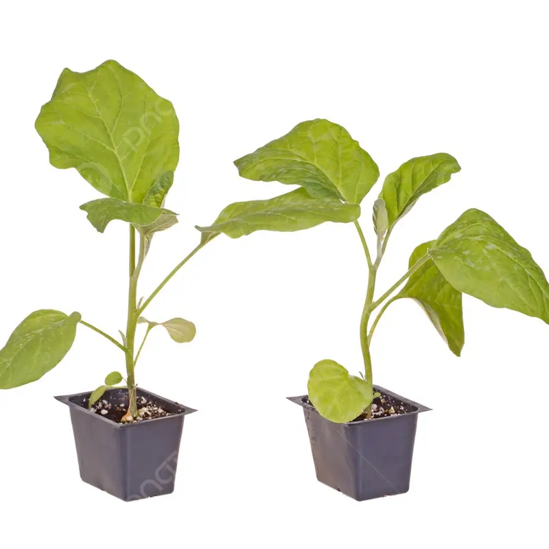 cây giống 4  cây cà tím lớn xanh tốt 3