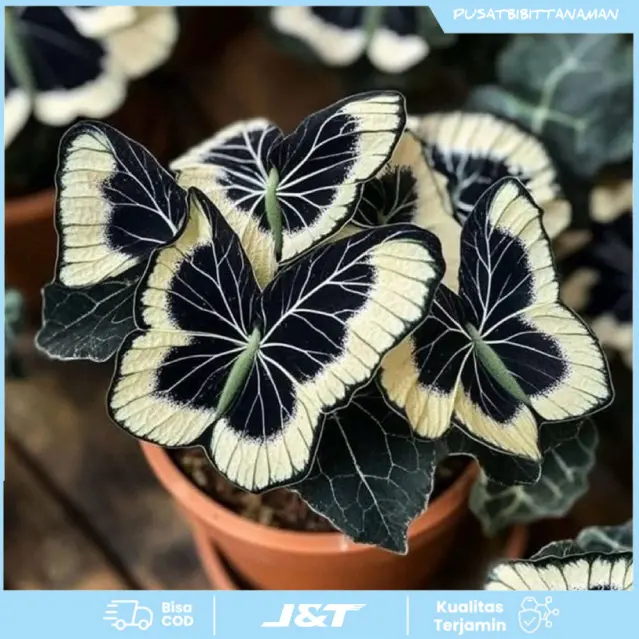 BIBIT BONGGOL TANAMAN HIAS KELADI BLACK MORPHO CALADIUM THAY