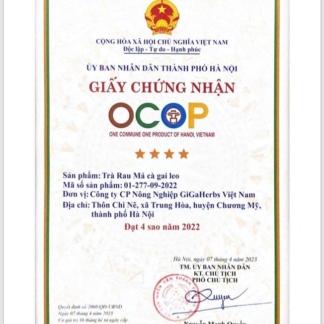250Gram Trà Cà Gai Leo Rau Má GiGa - Thanh Nhiệt Giải Độc Gan - Sản Phẩm Chính Hãng 3