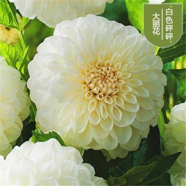 SG Stock 🍁50pack Imported Easy To Grow Perennial Sunflower Seeds Balcony Potted Garden Flowers🌹 2