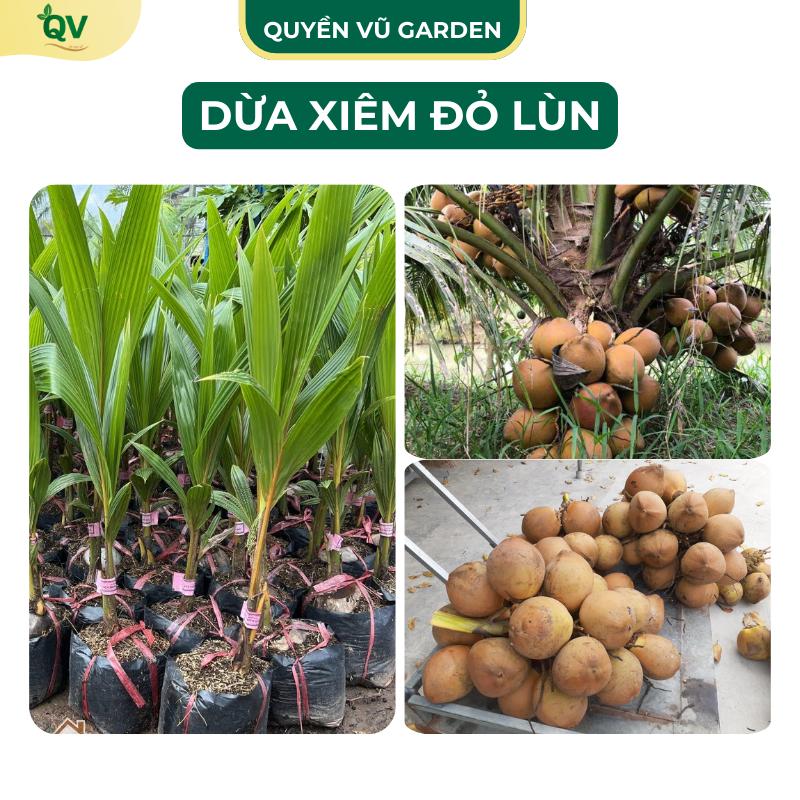 C208 Cây giống dừa xiêm đỏ lùn dễ chăm dễ trồng năng suất cao