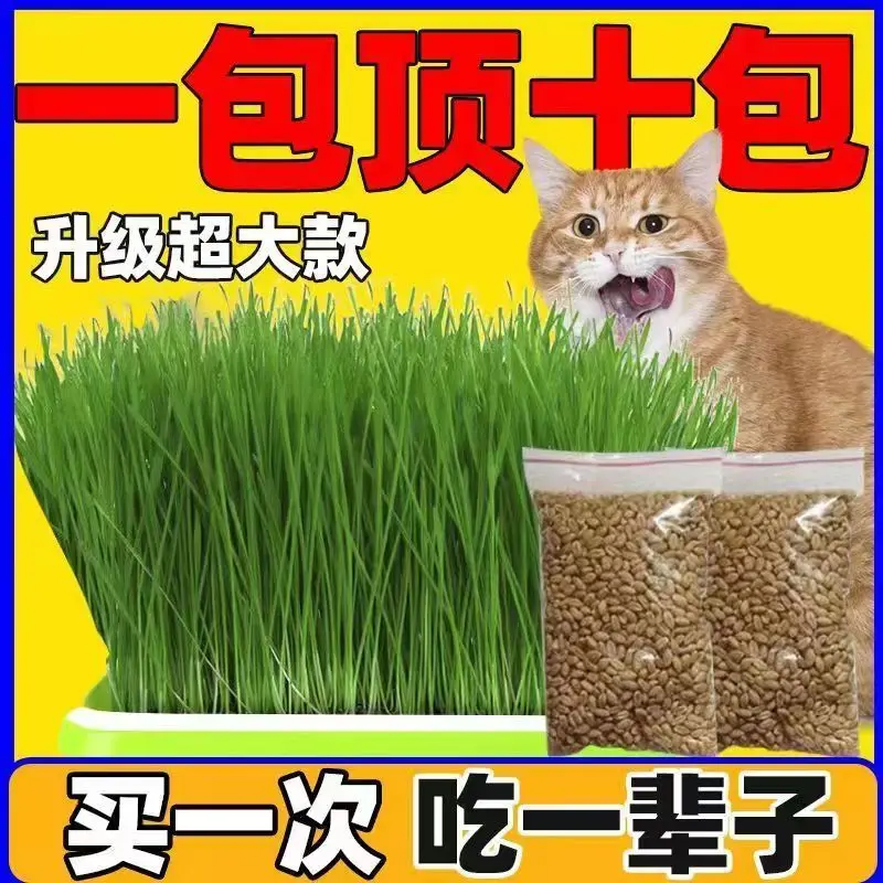 [Budding Rate 99%] Hydroponic Cat Grass Instant Food Depilation Ball Soilless Seed Hair Ball Cat Super Large Pot Snack