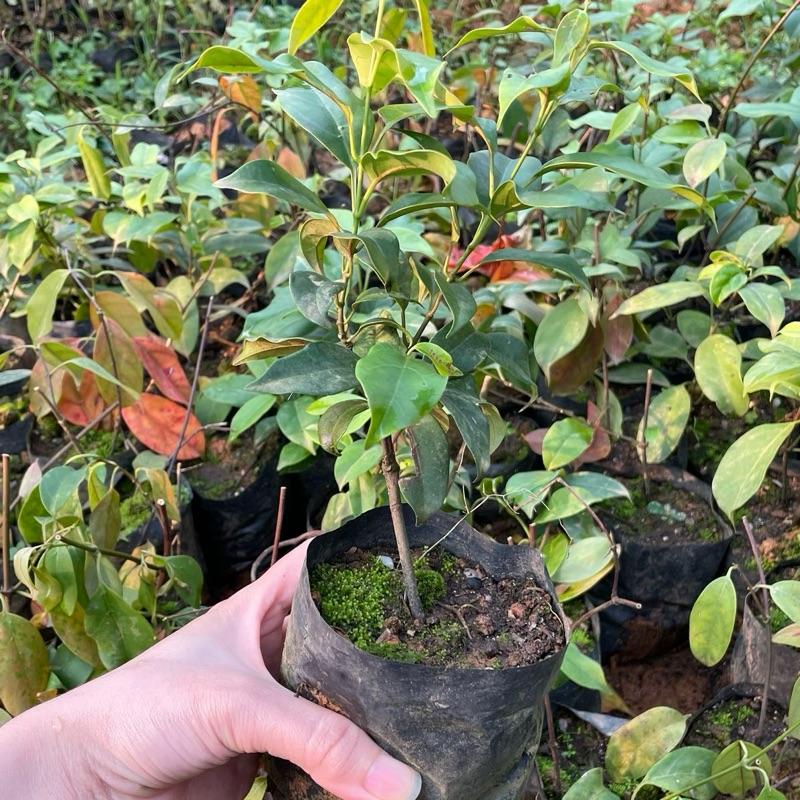 Giống Cây Lá Nồm,Lá Giang Cao 25-30cm Đặc Sản Canh Chua, Thịt Trâu Lá Lồm 1