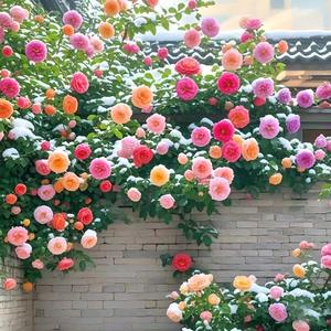 Semillas de Rosa Trepadora Multicolor 50 Granos, Alta Tasa de Germinación, Floración Abundante, Ideal para Jardinería Vertical y Espacios Exteriores