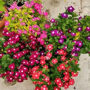 BENIH BUNGA VINCA MIX WARNA ± 100 BIJI