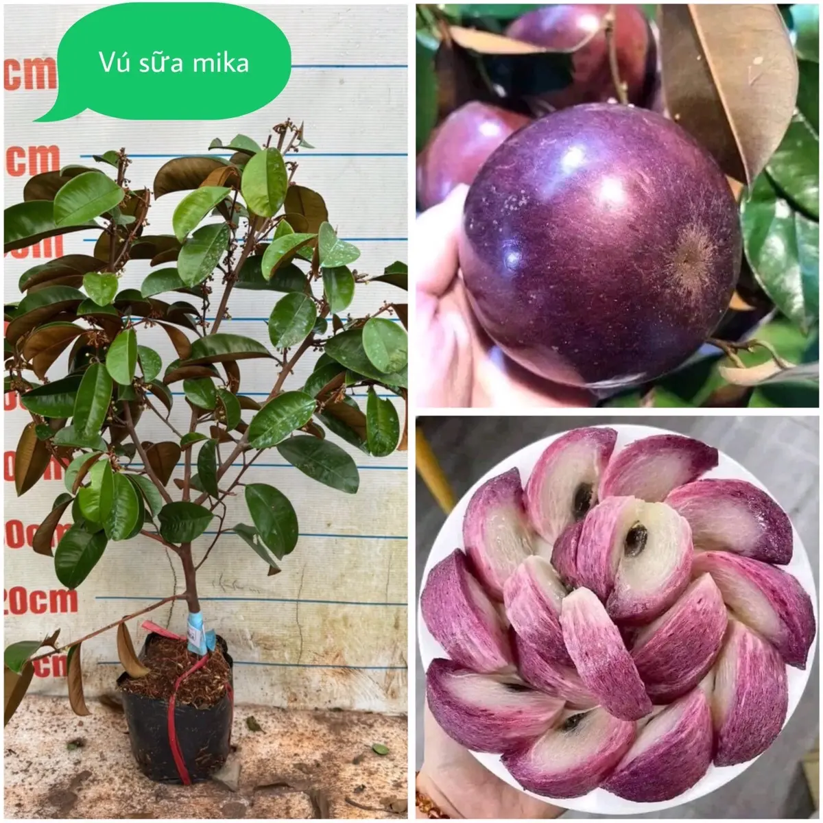 ￼Cây Giống Vú Sữa tím Mica, Giống Vú Sữa Ngon Và Chất Lượng Cao