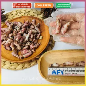 CUMI ASIN KERING 90% 250GR (Ketahanan 1 Bulan Perjalanan)