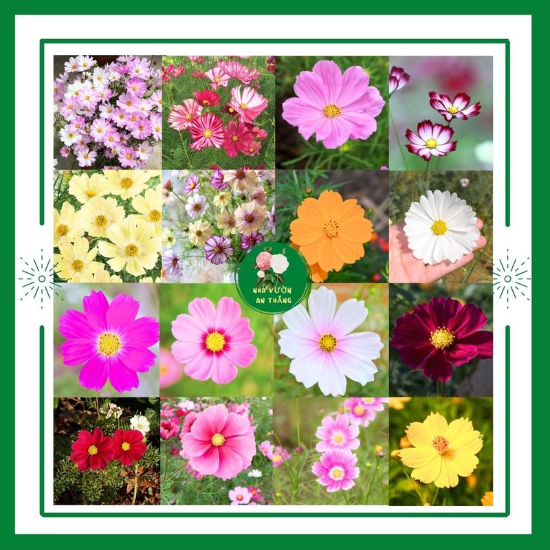 Hạt giống hoa cúc sao nhái mix rất nhiều màu mới, nảy mầm nhanh, dễ trồng