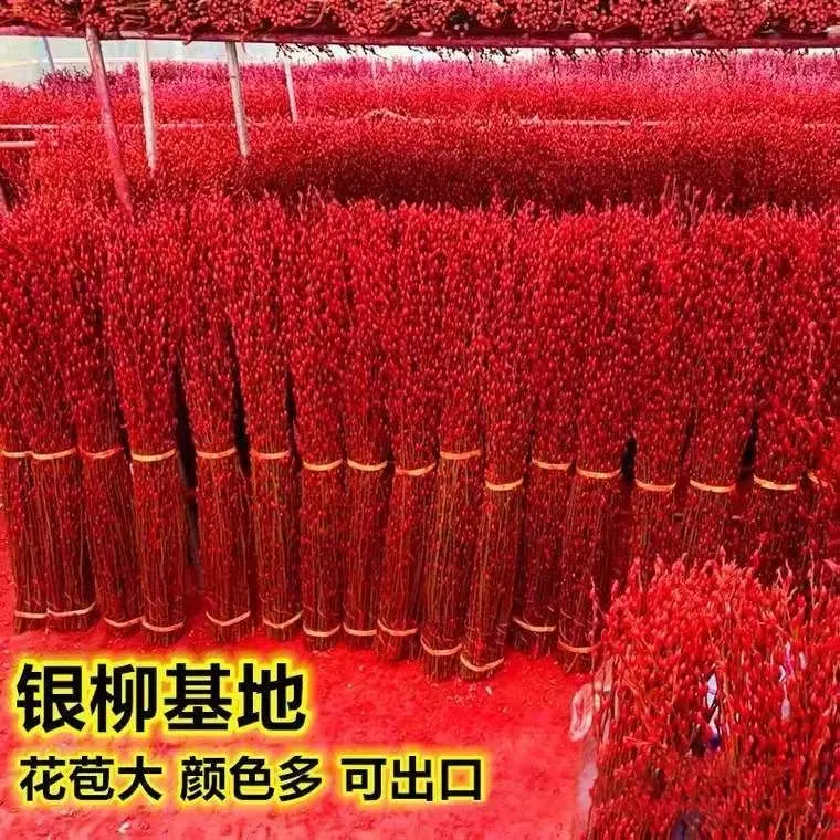 Willow Putih Bertuah, Bunga Sebenar, Cawangan Segar, Sesuai untuk Pesta Musim Bunga dan Tahun Baru Lunar, Tumbuhan Bunga Kering, Warna Merah dan Putih, Hiasan Dalaman Ruang Tamu, Pemindahan Rumah