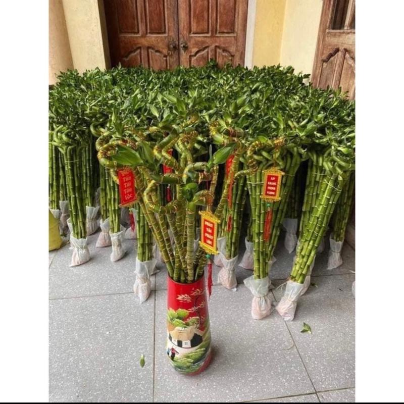 ￼Bó 10 cây phát tài xoắn - Trúc đầu rồng dài 70cm cây phong thuỷ hút tài lộc 3