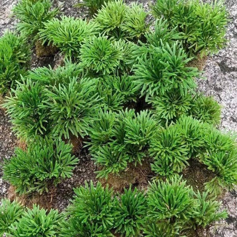 Trường Sinh Thảo Trồng Bonsai,Hòn Non Bộ,Tiểu Cảnh Sân Vườn,Bàn Làm Việc,Hồ Cá Koi …. 6