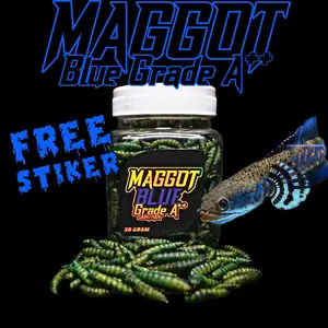 Maggot BSF Blue Grade A++ untuk channa blue pulchra, andrao, auranti, stewarti (kemasan Baru) SaintHan untuk proges dan booster warna biru pada ikan channa