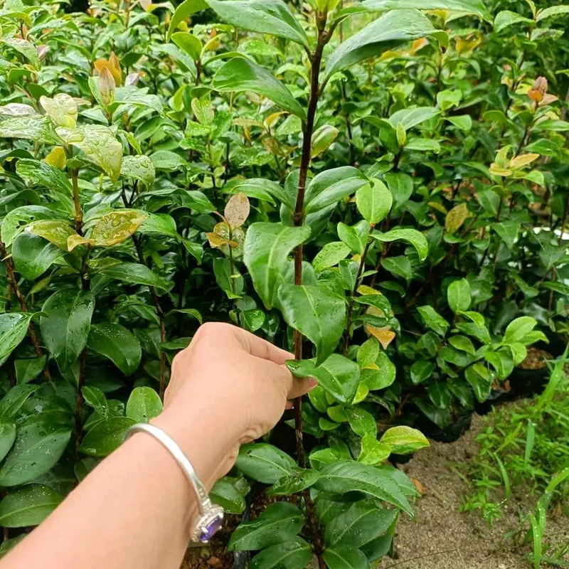 Trà mi giống cây cao 30cm 5k 1 cây 0