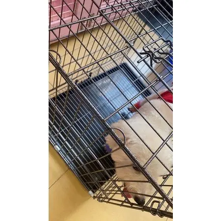 Lồng vân đá nan dày, chuồng vân đá sơn tĩnh điện cho chó mèo thỏ bọ thú cưng dưới 25 kg 6
