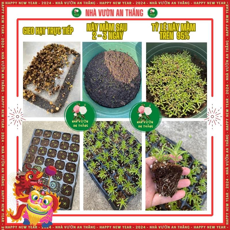 Hạt giống hoa mười giờ mix màu cực đẹp [Hạt Khuyến Mãi] 2