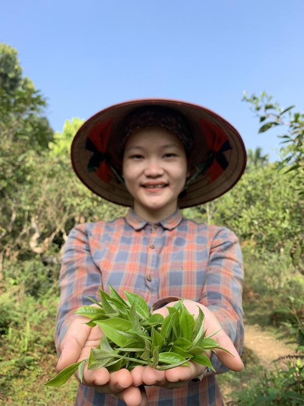 TRÀ SHAN TUYẾT CỔ THỤ HÀ GIANG 2024 Tự nhiên Tea Chè