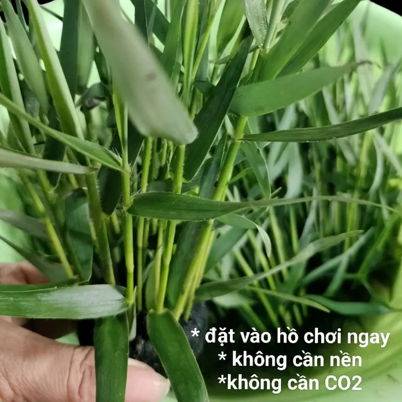 Tre nước gắn sẵn giá thể dinh dưỡng ( tặng 1 bịch bèo tai chuột) . 0