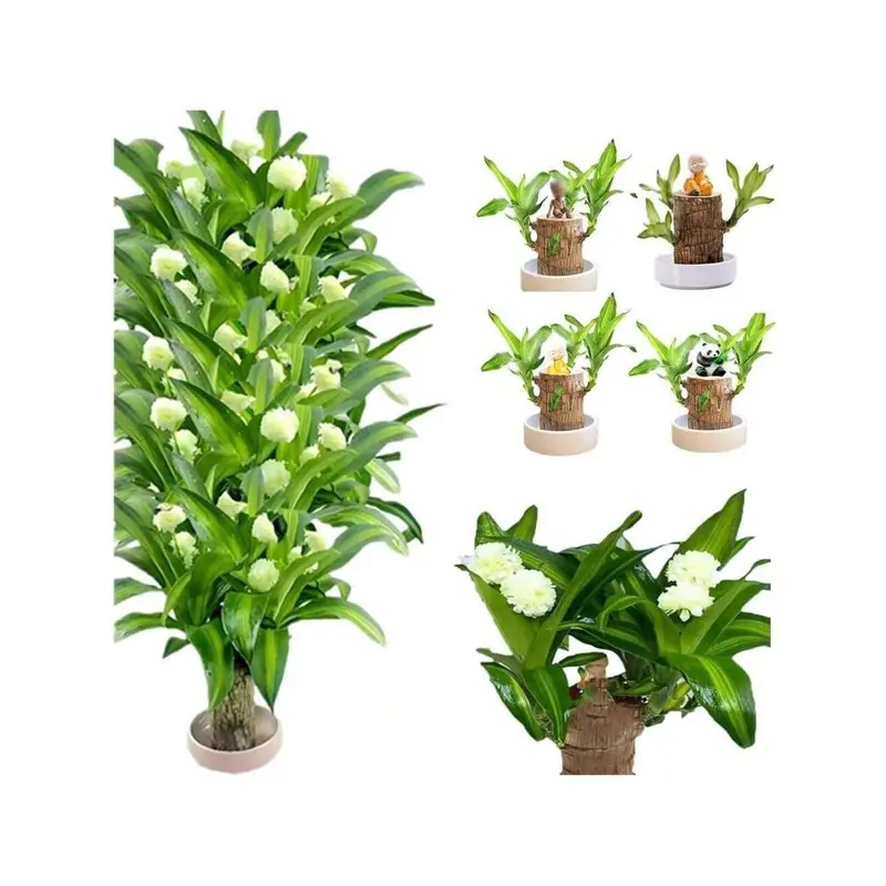 Brazilian Lucky Tree Brings You Good Luck Increases Your Wealth And Is Easy To Grow Indoors 3