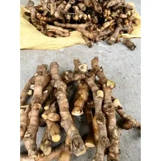 Cây cát lồi 1kg moc núi .......