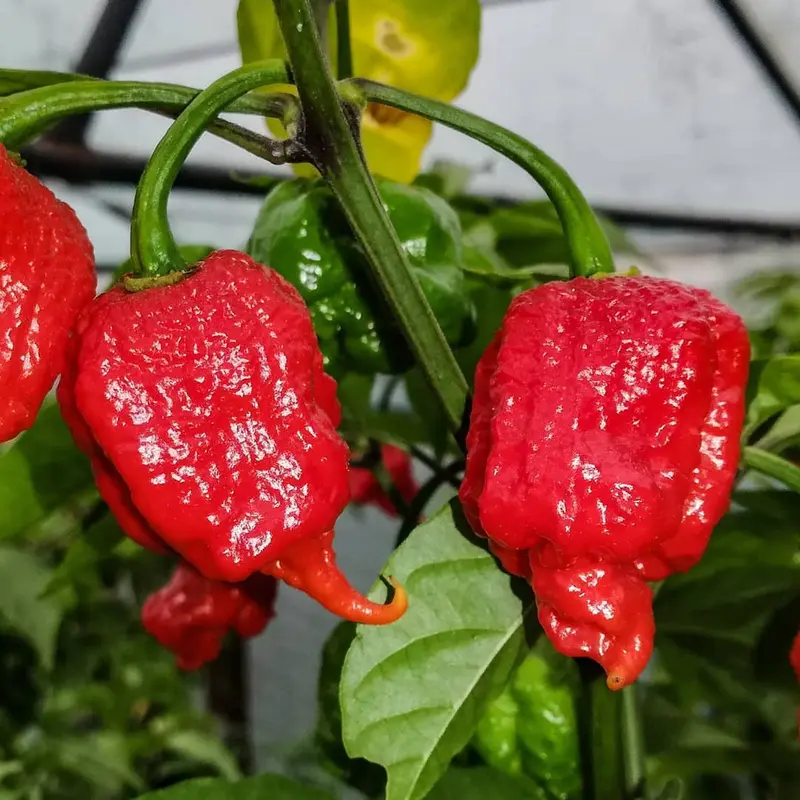 Benih Cabe Carolina Red Reaper Merah Cabai Pedas Heirloom Premium - Benih Seribuan 2