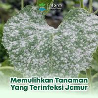 Gambar INFARM - Paket Anti Jamur Akar Tanaman, Trichoriza dan Miracle Powder Asam Humat, Atasi Busuk Akar, Cegah Layu dan Pulihkan Kesuburan Tanah dari Infarm Kota Surabaya 4 Tokopedia