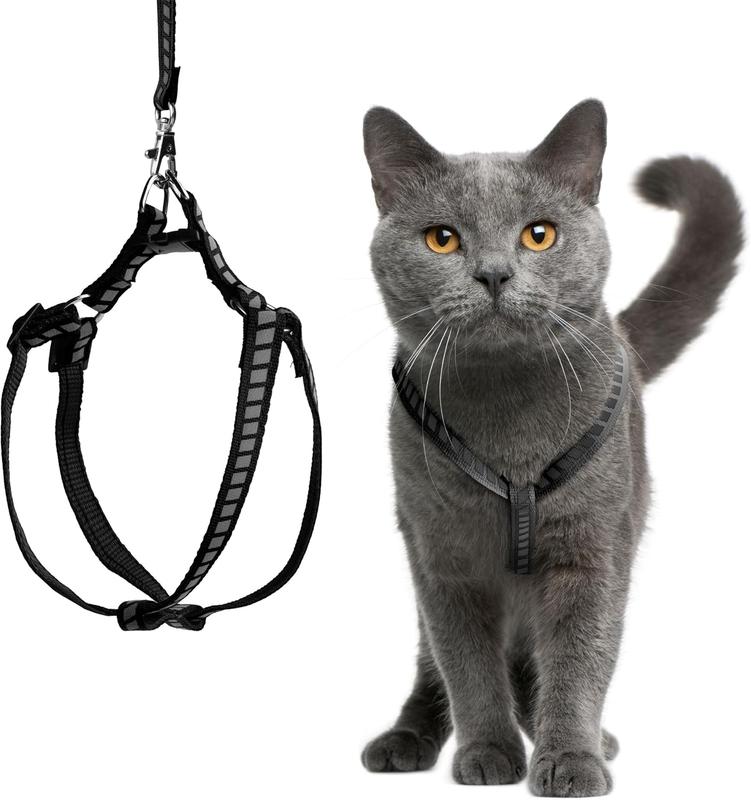 How to put a kitten harness on best sale