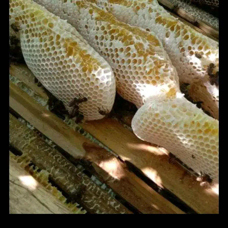 madu sarang asli 250 gram organik alami Rendah gula honey herbal Asam Manis Kental 7