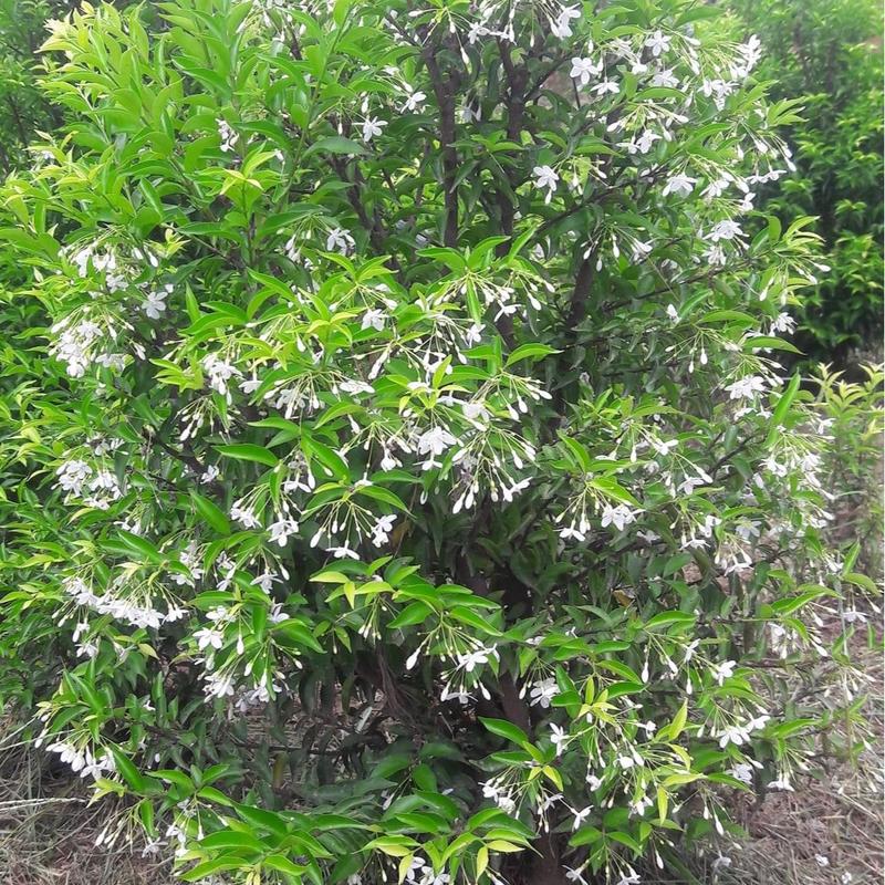 Combo / 4 Cây Mai Chiếu Thuỷ Cao /35-40cm /Đk Tán 25-30cm /Hoa Trắng Tinh Khiết/ Hoa Thơm/ Sai Hoa, Hoa Quanh Năm Trồng Cảnh Quan Bon Sai hạt giống cây  giống cây  giống giống  dừa giống  dưa cây  giống