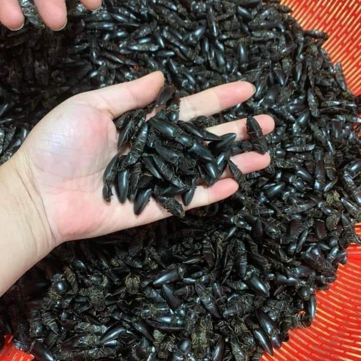 Combo 100 con bổ củi rang khô tự nhiên 8