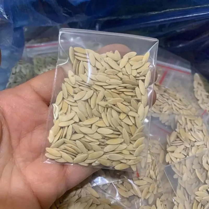 Hạt Giống Dưa Chuột Mèo Tây Bắc 0