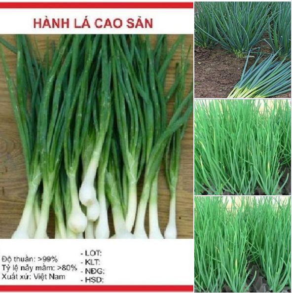 Hạt giống Hành lá cao sản gốc trắng - 1 gói 2gr